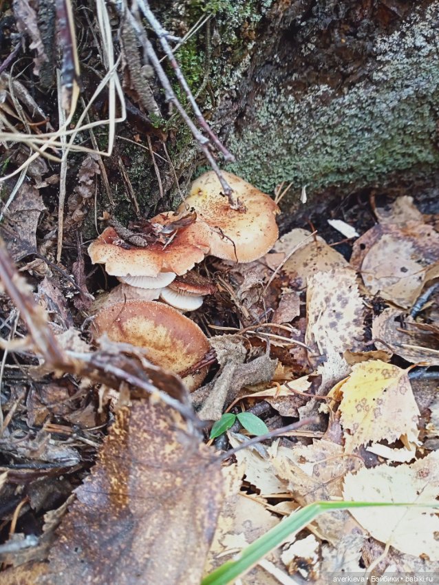 Уж небо осенью дышало — Игровые куклы разных производителей (Разное): редкие бренды (фото 8)