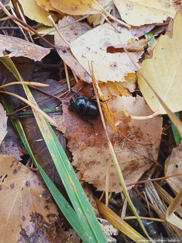 Уж небо осенью дышало — Игровые куклы разных производителей (Разное): редкие бренды (фото 7)