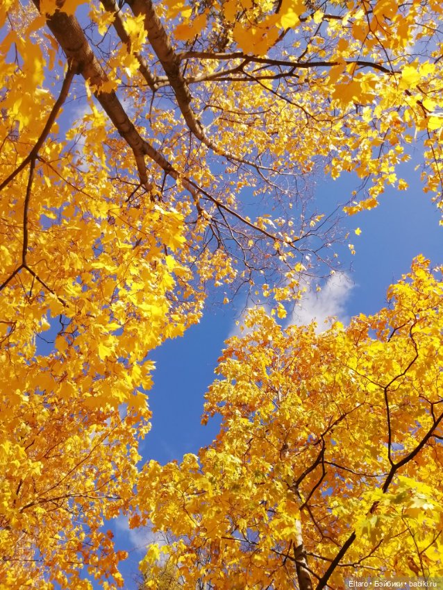 Осенняя девочка в осеннем парке