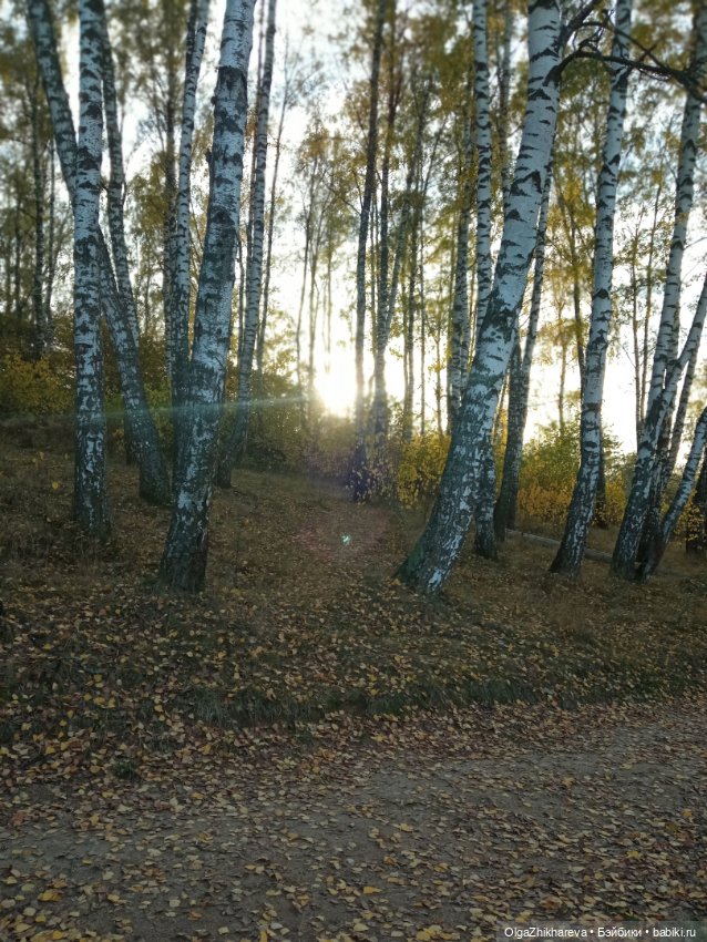 Осенний полдень.🍁🍄🍂🍃🍁🌞..Роза Dollshe Craft