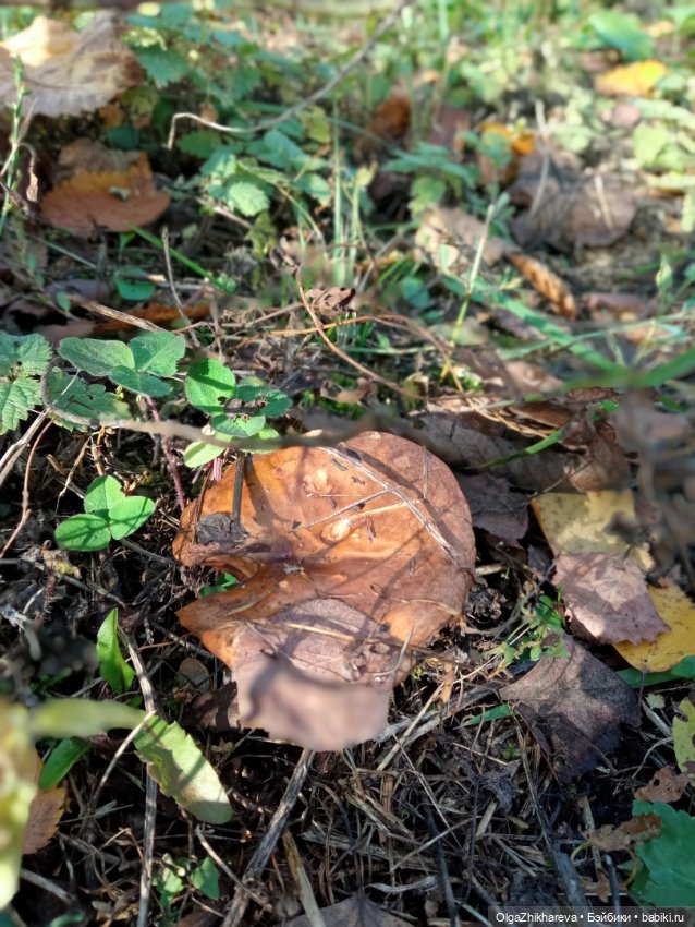 Осенний полдень.🍁🍄🍂🍃🍁🌞..Роза Dollshe Craft