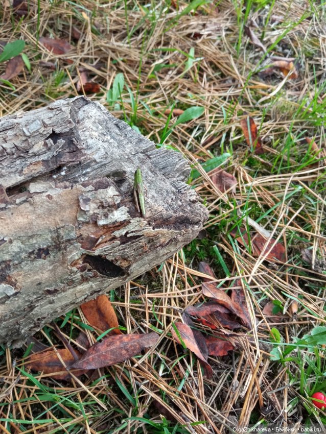 Осенний полдень.🍁🍄🍂🍃🍁🌞..Роза Dollshe Craft