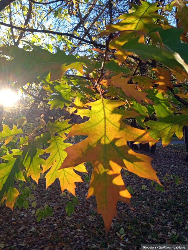 Самый солнечный, самый осенний Заяц (фото 3)
