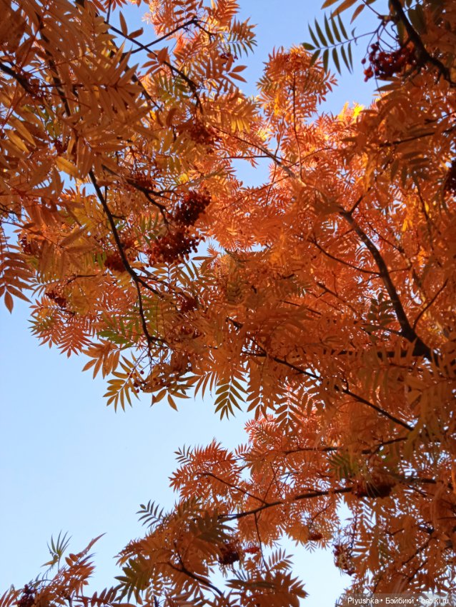 Самый солнечный, самый осенний Заяц (фото 6)