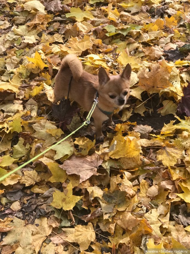 Осенние зарисовки — Куклы Paola Reina (Паола Рейна): новинки