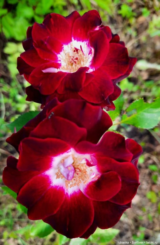 Две королевы👸👸👑👑 — Куклы Madame Alexander (Мадам Александер): винтаж