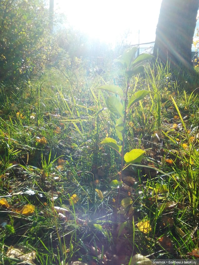 Немного осенних листьев — Куклы Baboliy (Баболи (фото 5)