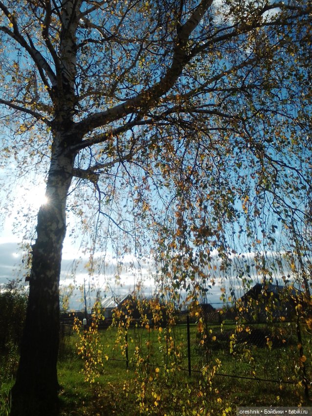 Немного осенних листьев — Куклы Baboliy (Баболи (фото 2)