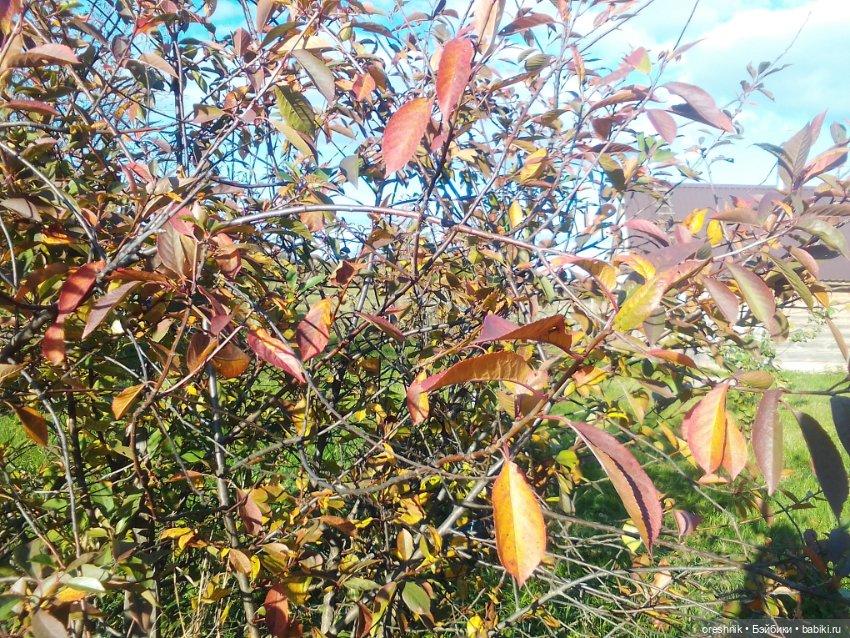 Немного осенних листьев — Куклы Baboliy (Баболи