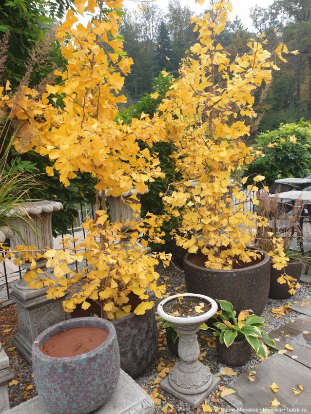 Осеннии краски и куколки Руби Ред