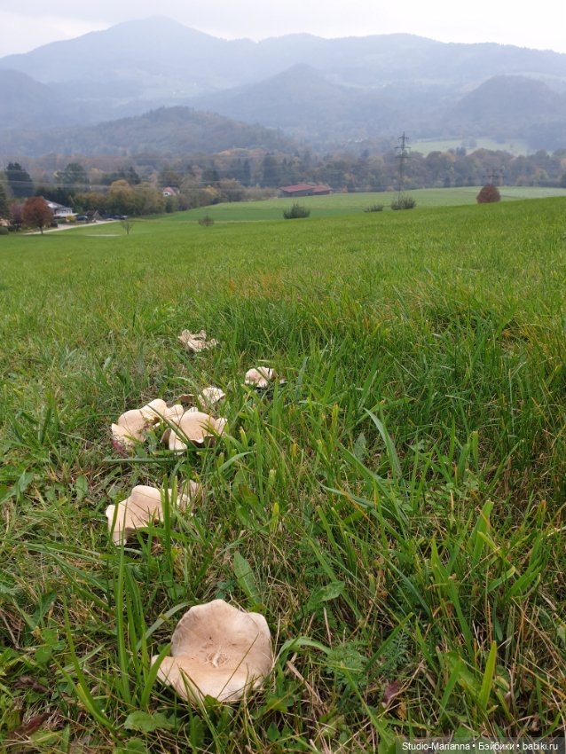 Осеннии краски и куколки Руби Ред