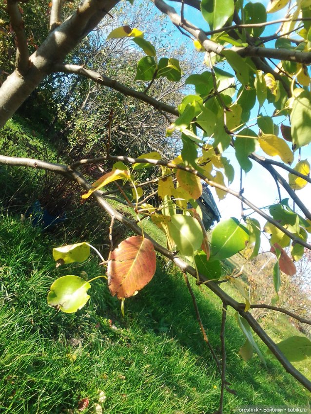 Немного осенних листьев — Куклы Baboliy (Баболи