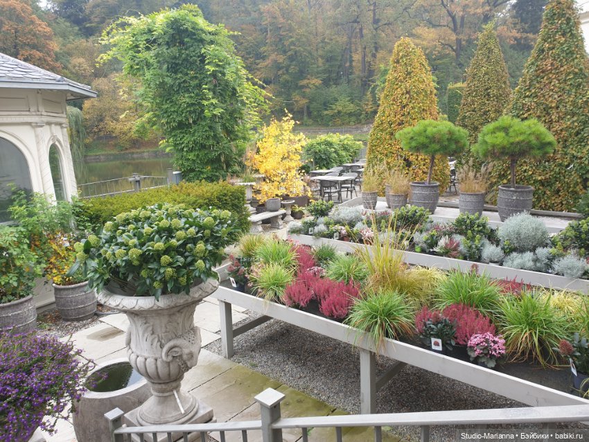 Осеннии краски и куколки Руби Ред