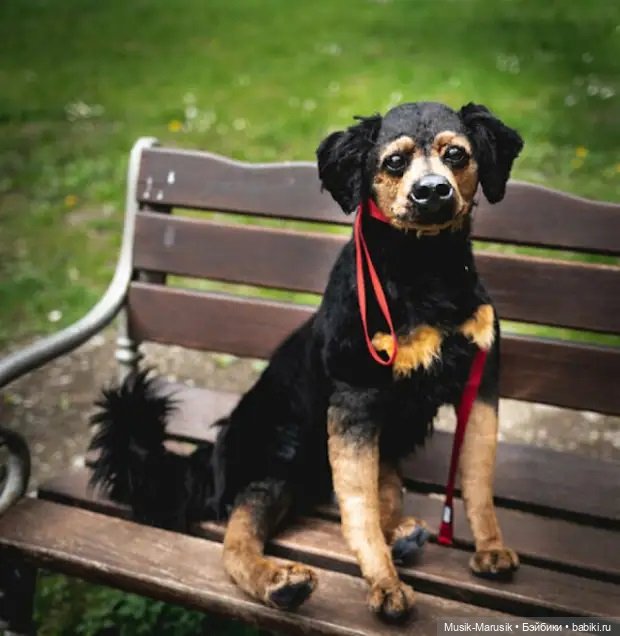 Художница делает игрушки в виде животных ☝️