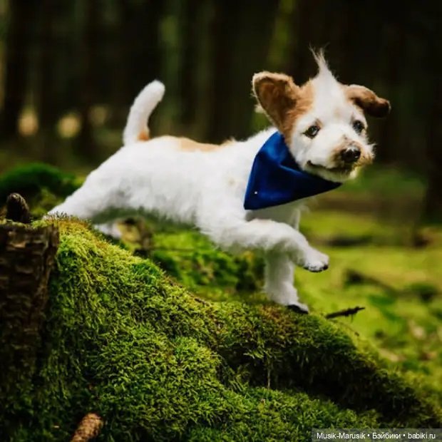 Художница делает игрушки в виде животных ☝️