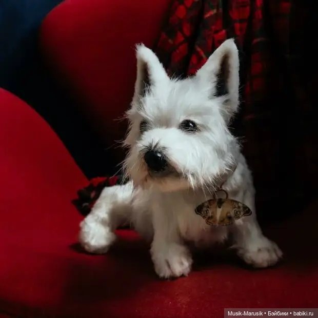 Художница делает игрушки в виде животных ☝️