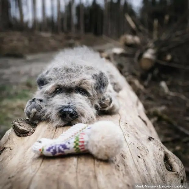 Художница делает игрушки в виде животных ☝️