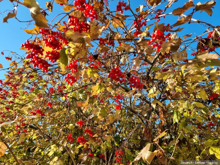 Птица счастья завтрашнего дня