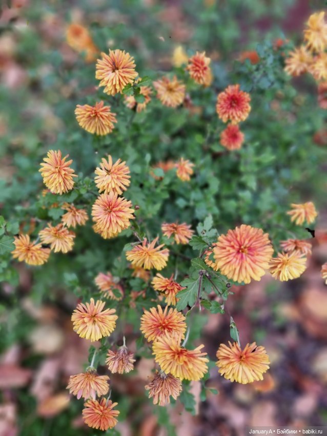 Птица счастья завтрашнего дня (фото 4)