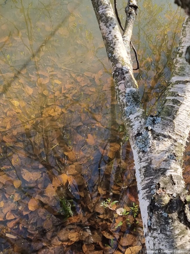 Птица счастья завтрашнего дня