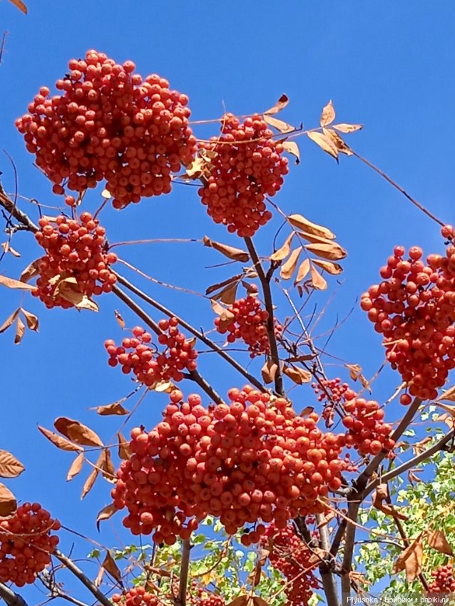 Пышки в городе. Осень 22 — Куклы Barbie (Барби): Looks