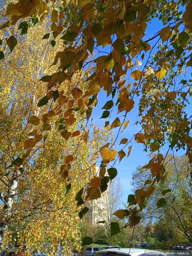 Пышки в городе. Осень 22 — Куклы Barbie (Барби): Looks (фото 3)