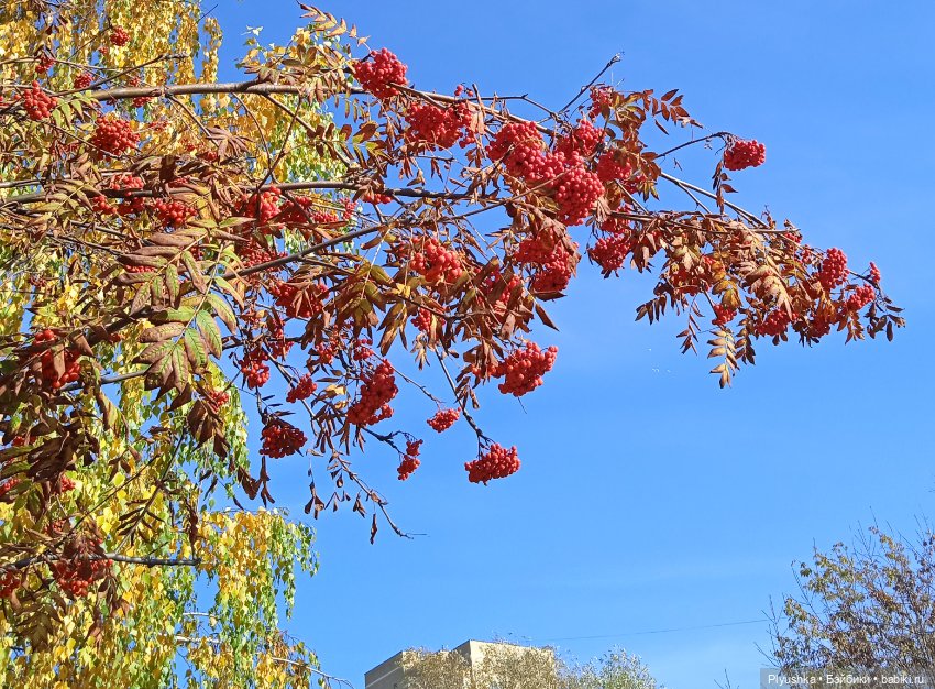 Пышки в городе. Осень 22 — Куклы Barbie (Барби): Looks