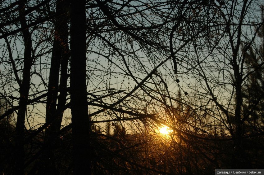 Утро в сибирском лесу — Авторские мишки Тедди и друзья: фото (фото 3)