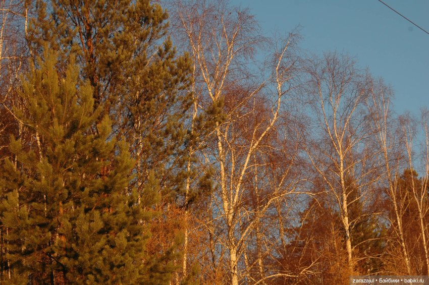 Утро в сибирском лесу — Авторские мишки Тедди и друзья: фото (фото 7)