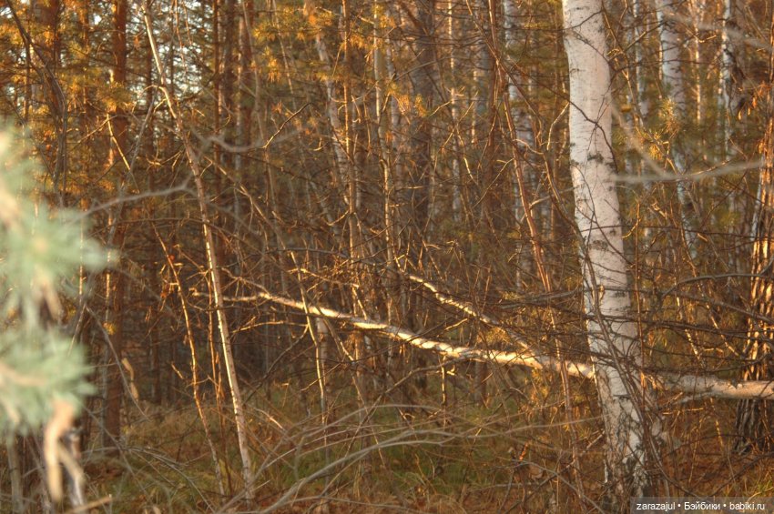 Утро в сибирском лесу — Авторские мишки Тедди и друзья: фото (фото 5)