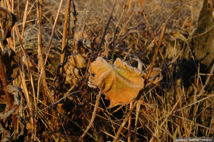 Утро в сибирском лесу — Авторские мишки Тедди и друзья: фото