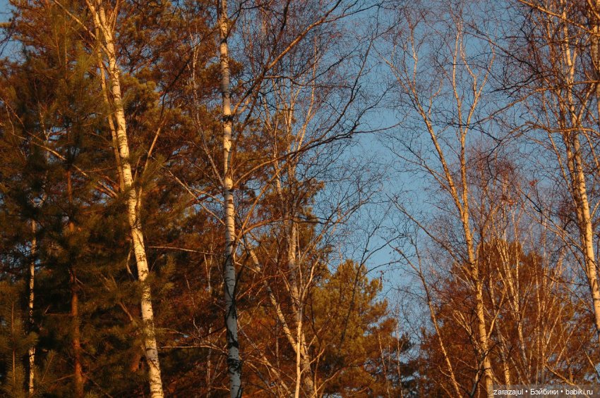 Утро в сибирском лесу — Авторские мишки Тедди и друзья: фото (фото 8)