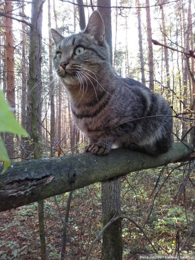 Осенние прогулки с Paola Reina и не только