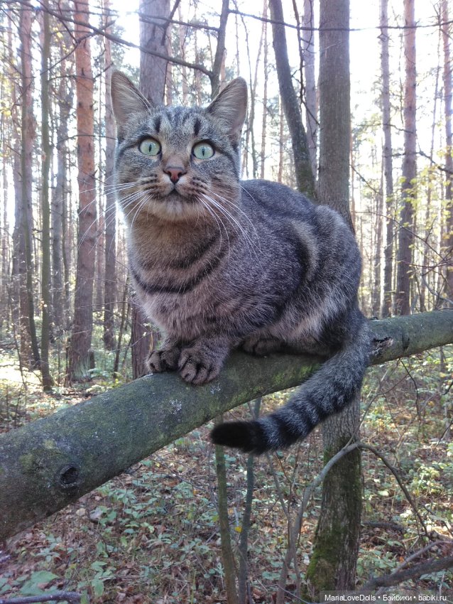 Осенние прогулки с Paola Reina и не только