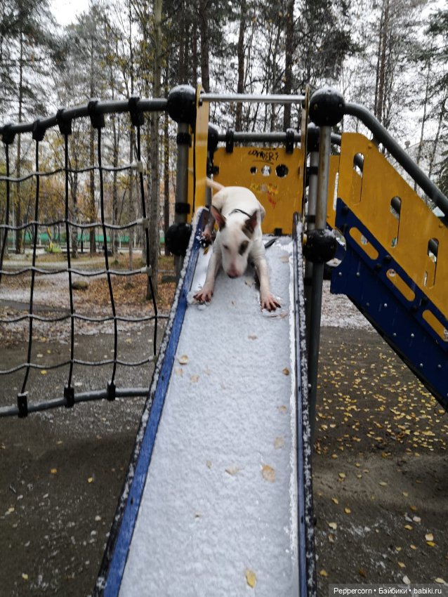 Мои Паддингтоны + наш булька