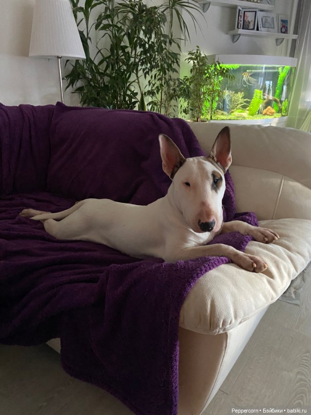 Мои Паддингтоны + наш булька