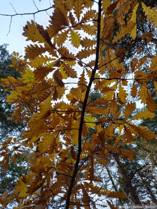 В сумрачный лес с фонариком мы пошли (фото 3)