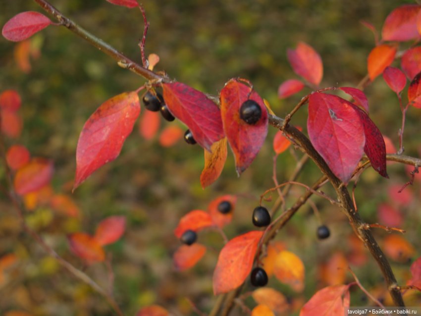 Милая компания в осеннем парке