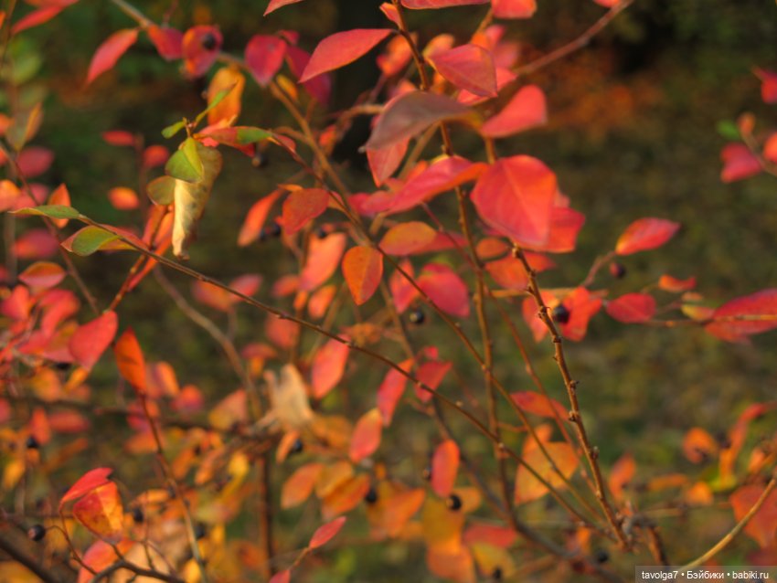 Милая компания в осеннем парке (фото 10)