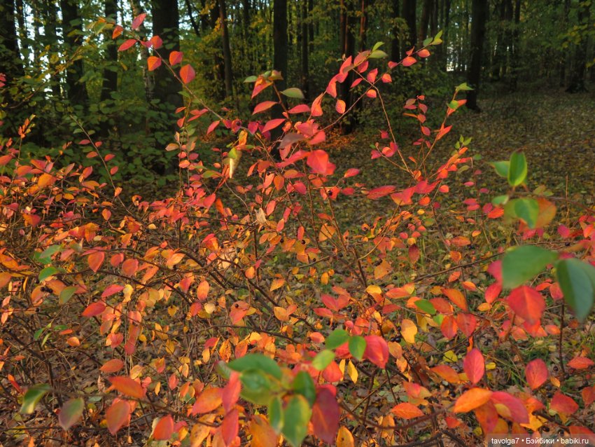 Милая компания в осеннем парке (фото 9)