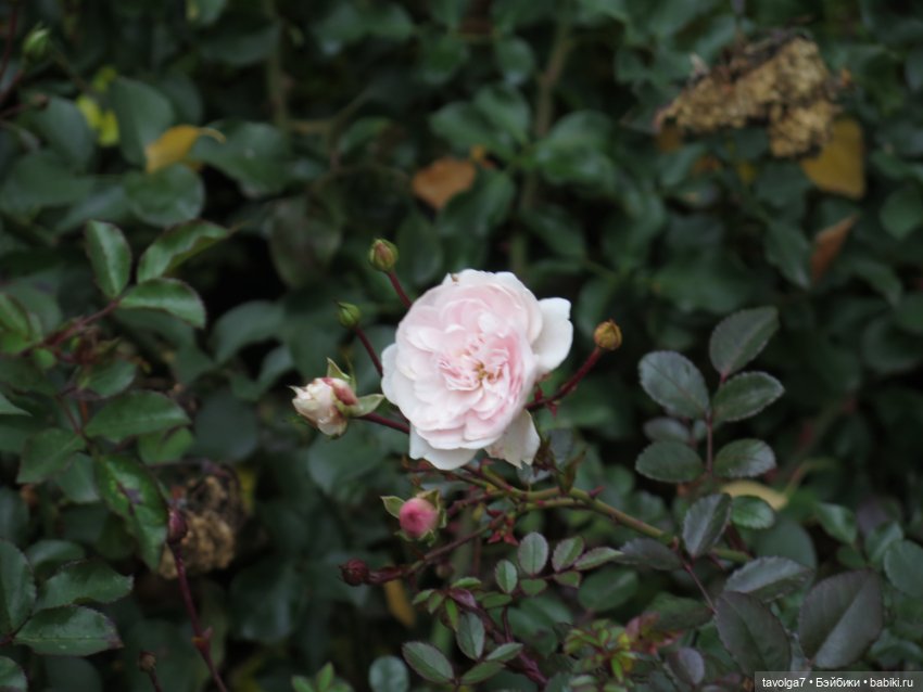 Madelin от Eden на ВДНХ — Игровые куклы разных производителей (Разное): редкие бренды