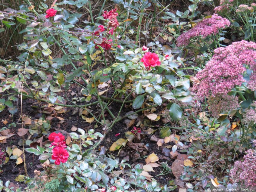 Madelin от Eden на ВДНХ — Игровые куклы разных производителей (Разное): редкие бренды (фото 7)