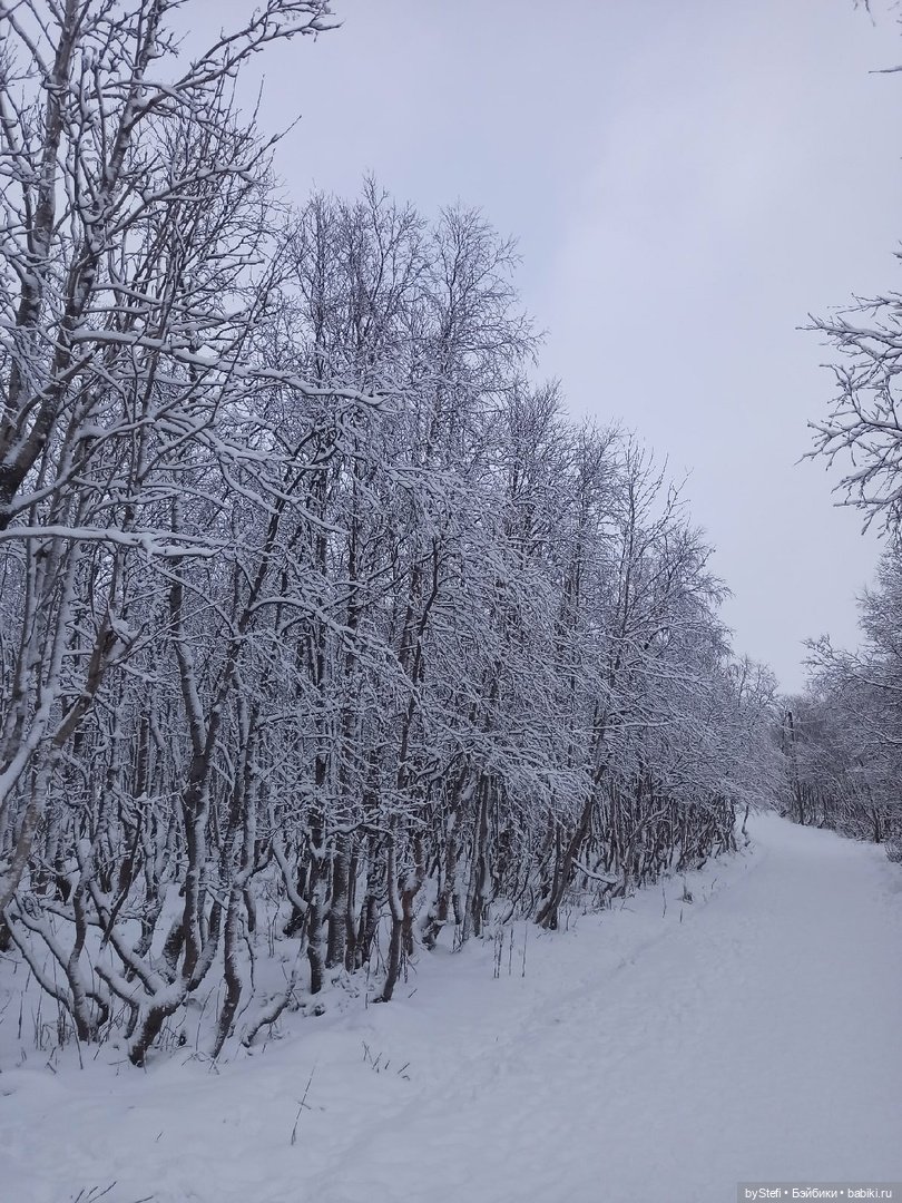 Прогуляемся? Заполярье сегодня г. Кировск, Мурманская область (фото 6)