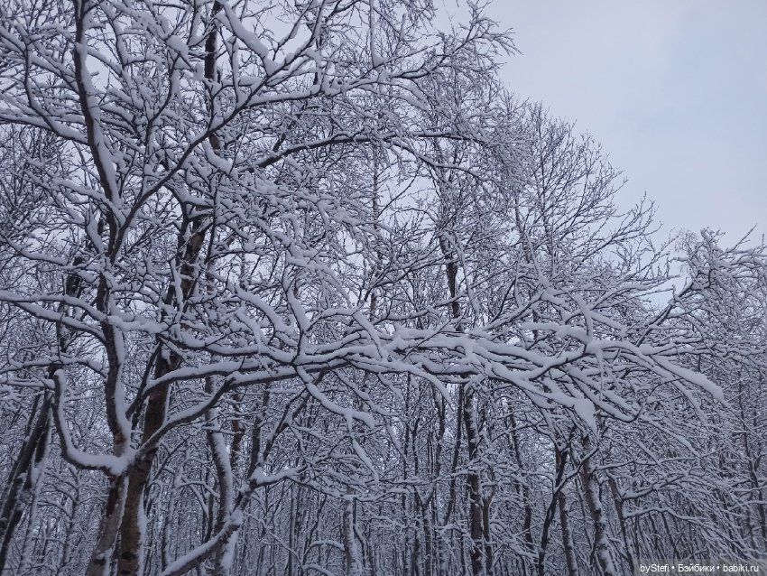 Прогуляемся? Заполярье сегодня г. Кировск, Мурманская область (фото 9)