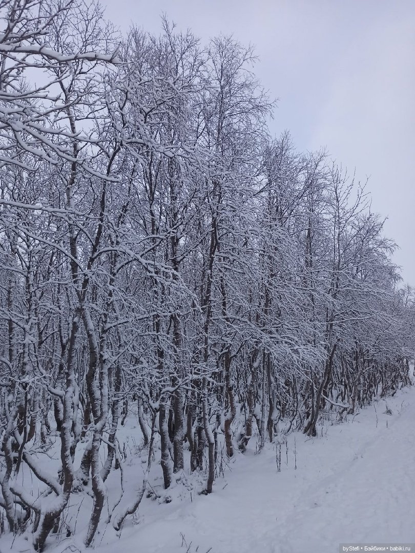 Прогуляемся? Заполярье сегодня г. Кировск, Мурманская область (фото 8)