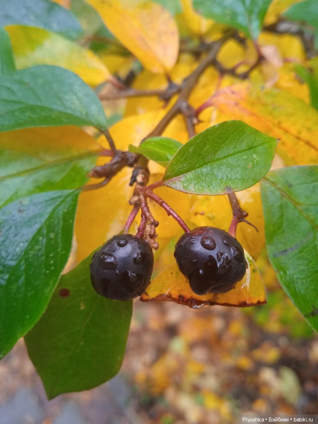 Осенняя меланхолия — Разные шарнирные куклы (не БЖД): редкие (фото 10)