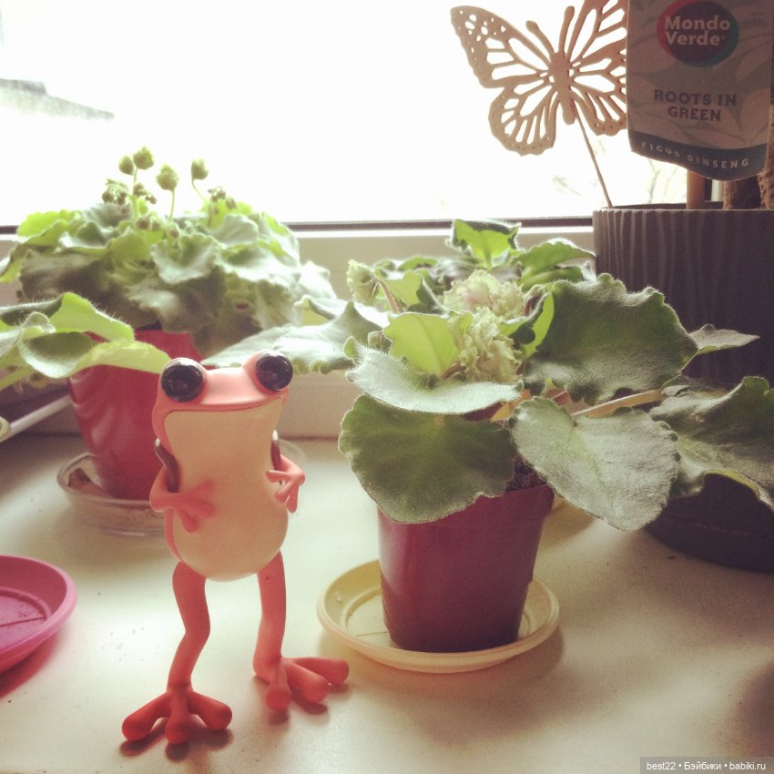 Лягушки Apo Frog от Twelvedot