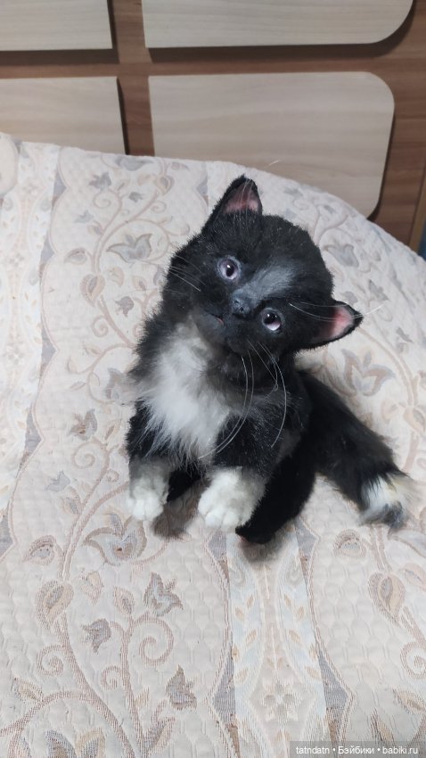 Котик Бегемотик — Авторские мишки Тедди и друзья: фото (фото 6)