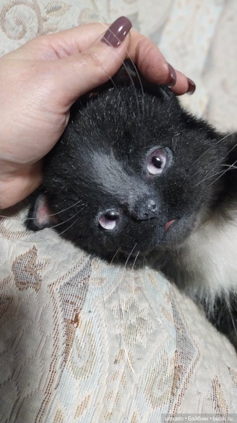 Котик Бегемотик — Авторские мишки Тедди и друзья: фото