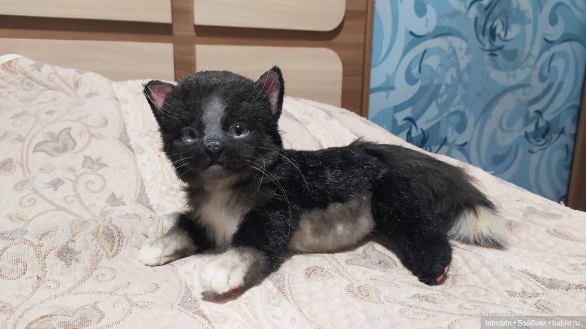 Котик Бегемотик — Авторские мишки Тедди и друзья: фото (фото 4)